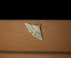 Renia flavipunctalis