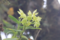 Epidendrum