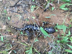 Ambystoma tigrinum