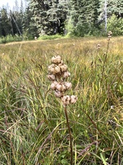 Triantha occidentalis