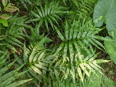 Leptochilus ellipticus