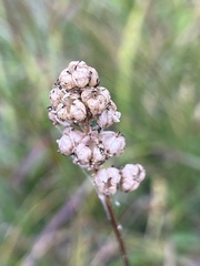 Triantha occidentalis