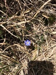 Gentiana arisanensis