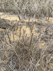 Sporobolus virginicus