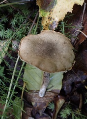Cystoderma
