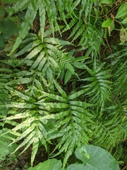 Leptochilus ellipticus