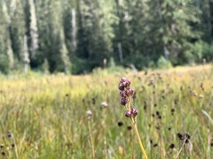 Triantha occidentalis