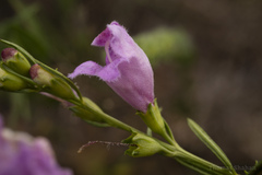 Pedicularideae