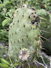 Opuntia caboensis