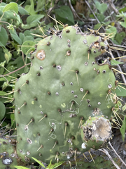 Opuntia caboensis
