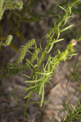 Pedicularideae