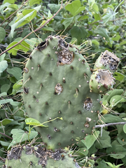 Opuntia caboensis
