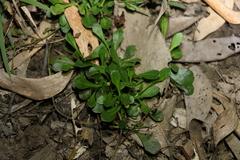 Sphaeromorphaea australis