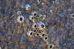 Amphibalanus amphitrite