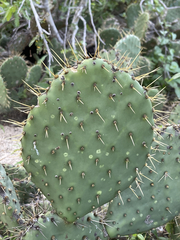 Opuntia caboensis