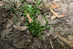 Sphaeromorphaea australis