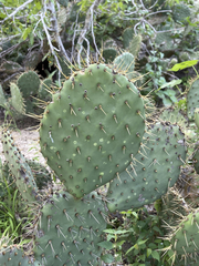 Opuntia caboensis