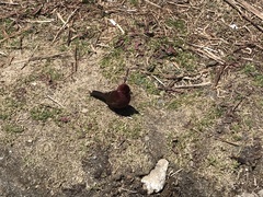 Carpodacus formosanus