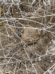 Microlophus bivittatus