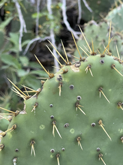 Opuntia caboensis