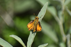 Hylephila phyleus phyleus