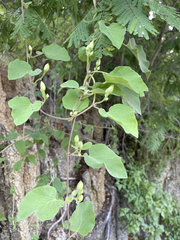 Ipomoea scopulorum
