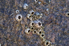 Amphibalanus amphitrite