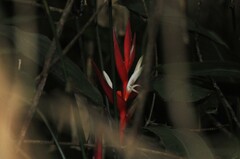 Heliconia angusta