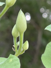 Ipomoea scopulorum