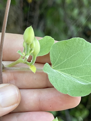 Ipomoea scopulorum