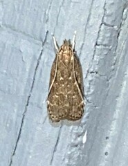 Helcystogramma melantherella