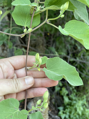Ipomoea scopulorum