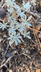 Lupinus lepidus