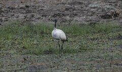Threskiornis aethiopicus