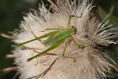 Tettigoniidea
