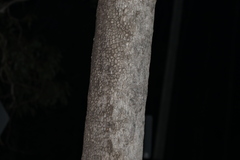 Corymbia tessellaris
