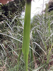 Miscanthus