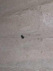Pangaeus bilineatus