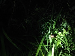 Eupolyphaga sinensis