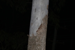 Corymbia tessellaris