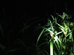 Eupolyphaga sinensis