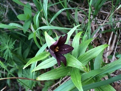 Fritillaria camschatcensis