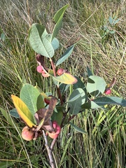 Myrica