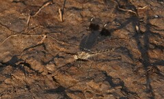 Brachythemis leucosticta