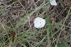 Evolvulus sericeus