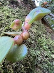 Peperomia leptostachya