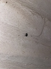 Pangaeus bilineatus