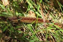 Thamnophis sirtalis pallidulus