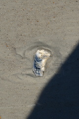 Crassostrea virginica