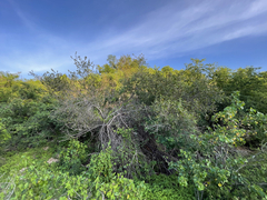 Sideroxylon peninsulare